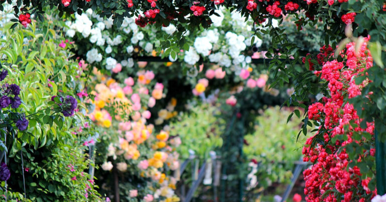 Rose garden with an inspiring poem about grateful thoughts and positive manifestations.