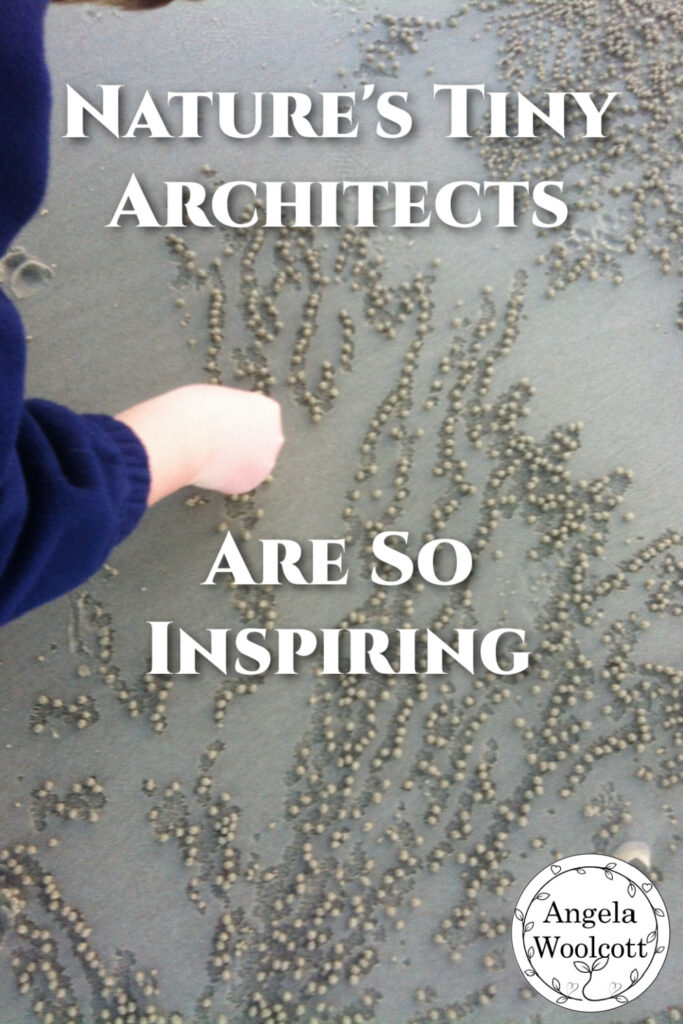sand crab creations pinterest