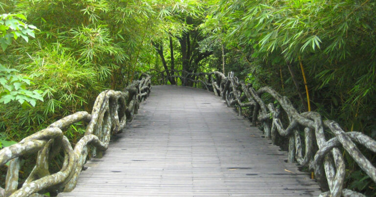 A photo of a old white wooden bridge from China going towards a bamboo forest.