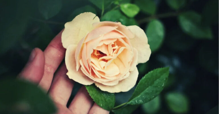 Image of a rose with a hand behind it, rose bush.