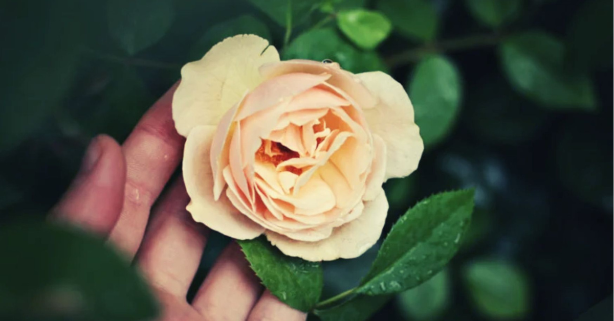 Image of a rose with a hand behind it, rose bush.