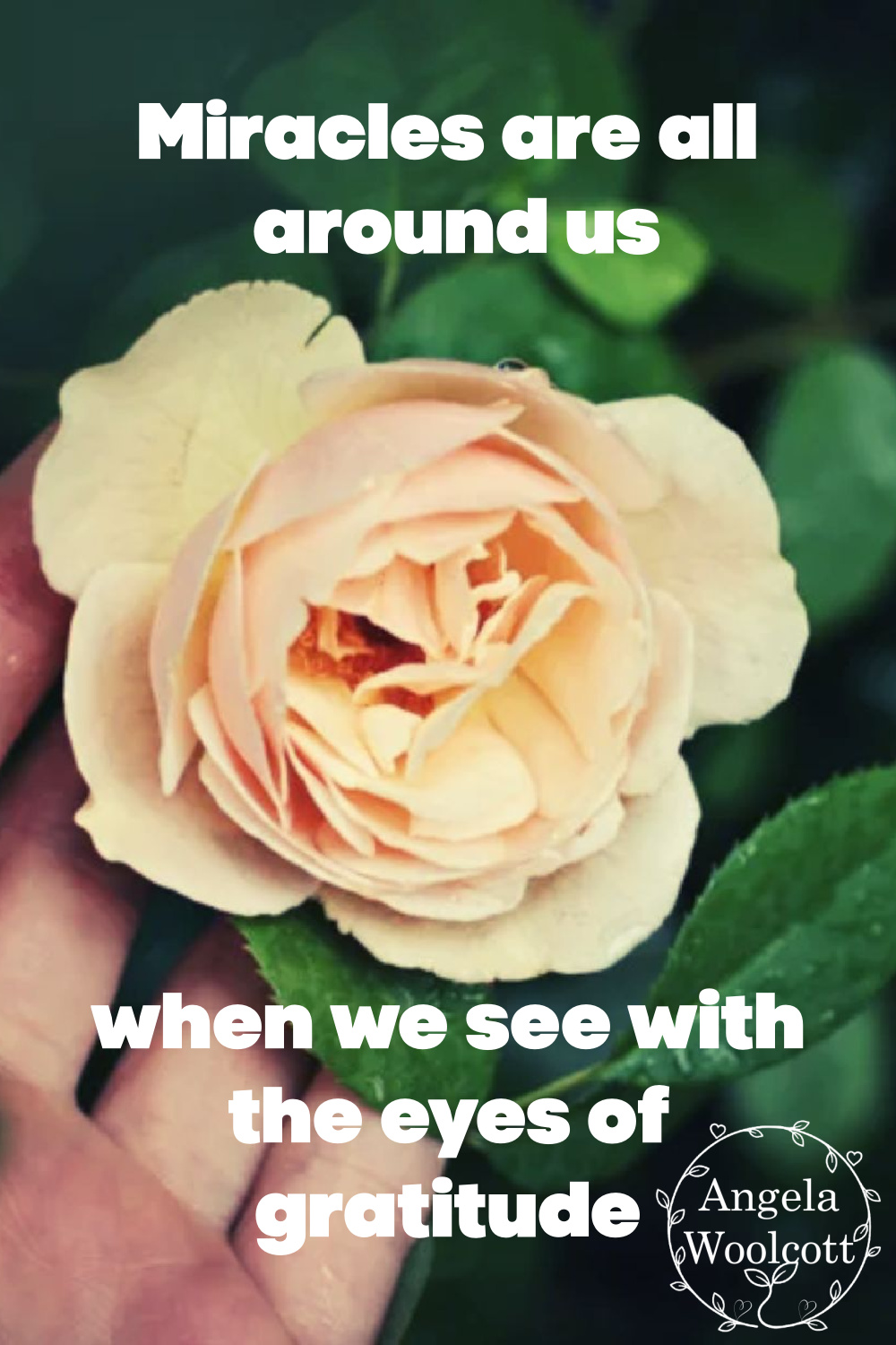 Photo of rose with hand underneath with positive quote.