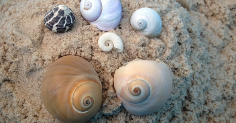 Shells with swirls on sand.