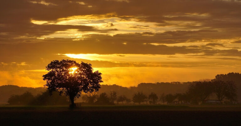 Sunrise behind large tree, trees in distance.