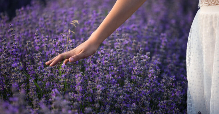 Woman's hand over a field of flowers.