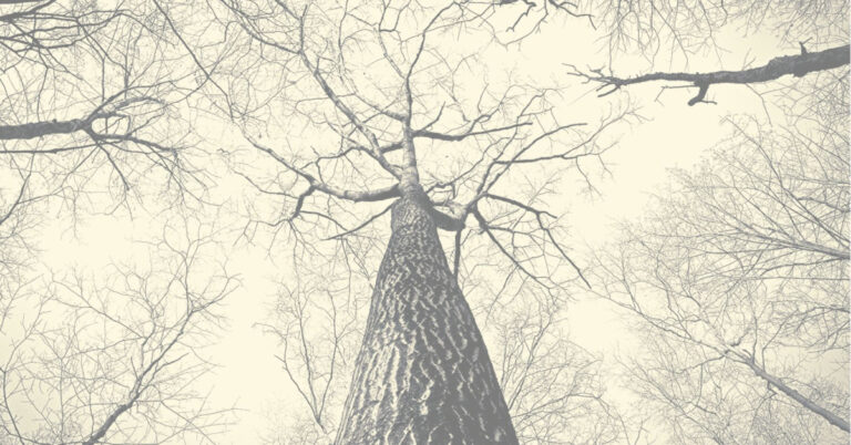 Looking up at large trees, with bare braches.