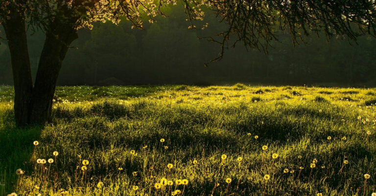 Image of the base of a large tree and lower branches on a sunny, grassy meadow with yellow flowers.