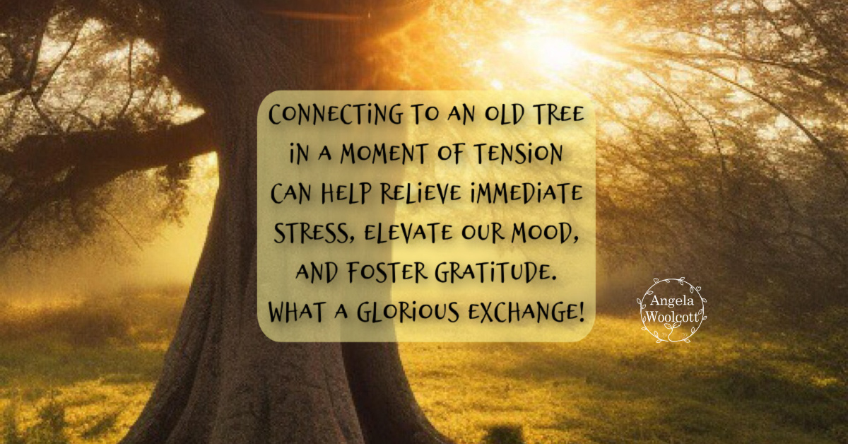 Image of old tree, sunlight through the branches with a positive quote.