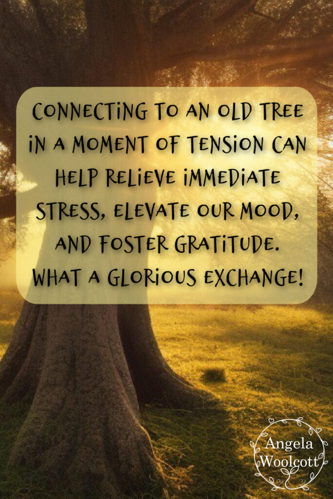 Image of sunlight behind a large old tree with a positive quote.