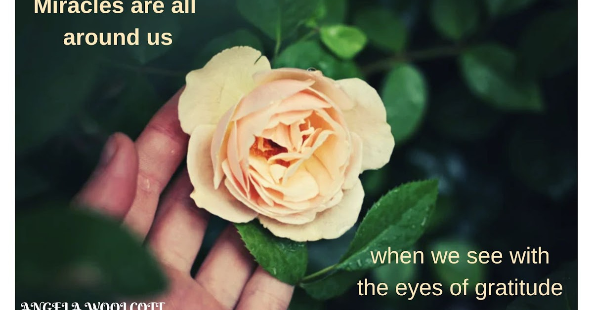 Hand underneath a large pink rose with positive quote.