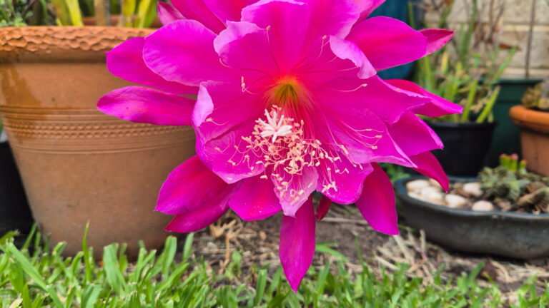 A close-up of a pink Queen of the Night flower in Angela Woolcott’s garden.