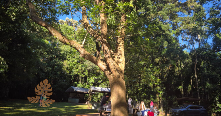 Large tree in Victoria Park Nature Reserve Alstonville with people having picnic.