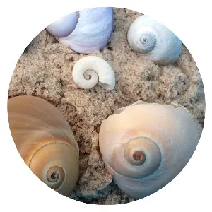 Five swirly shaped shells on sand.