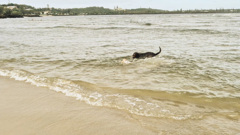 Ocean view with the Ballina wall in the distance. Two dogs chasing each other into the shore with sand in the foreground.