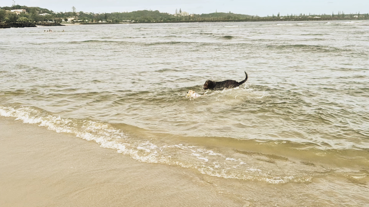 Ocean view with the Ballina wall in the distance. Two dogs chasing each other into the shore with sand in the foreground.