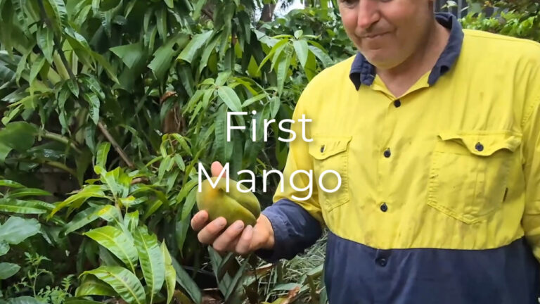 Photo of Brad Woolcott, smiling as he holds a mango, just harvested, with the garden in the background.