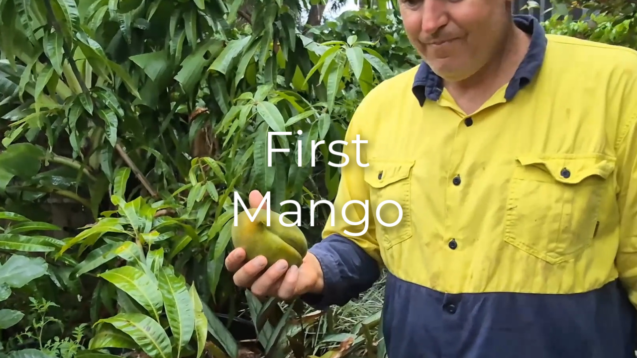 Photo of Brad Woolcott, smiling as he holds a mango, just harvested, with the garden in the background.
