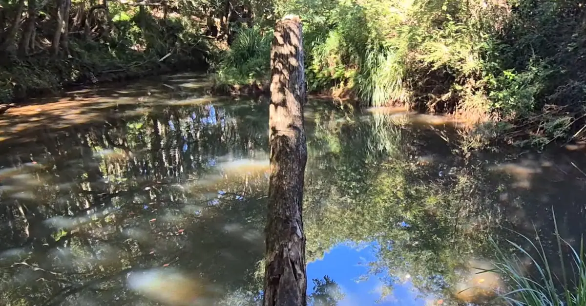 A weathered tree branch showing signs of pareidolia with shapes resembling natural wood spirit faces stands vertically in a calm, reflective dark creek surrounded by dense green forest foliage.