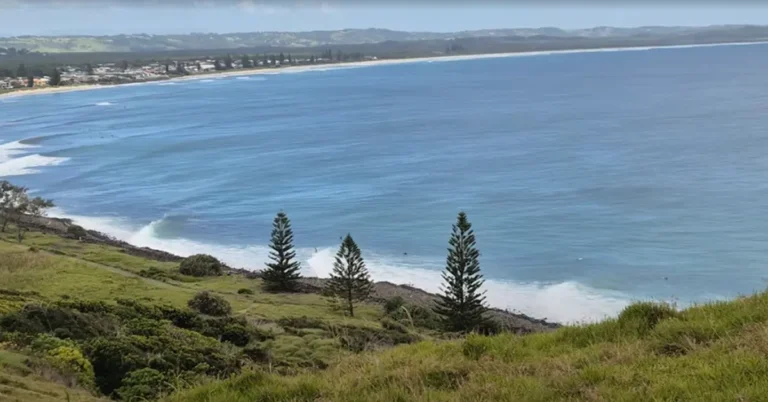 An elevated view looking down at a sweeping blue ocean bay with breaking white waves along a rocky shoreline, featuring three tall Norfolk Island pine trees standing on a green grassy headland.
