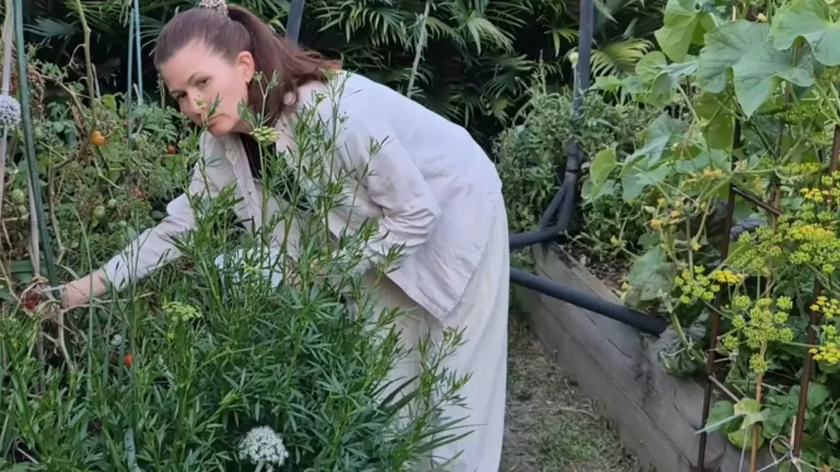 Angela Woolcott harvesting fresh cherry tomatoes in her organic garden.