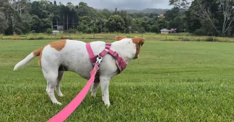 A white and brown Jack Russell terrier wearing a pink harness and leash, standing on green grass and looking out towards a rural field and trees.