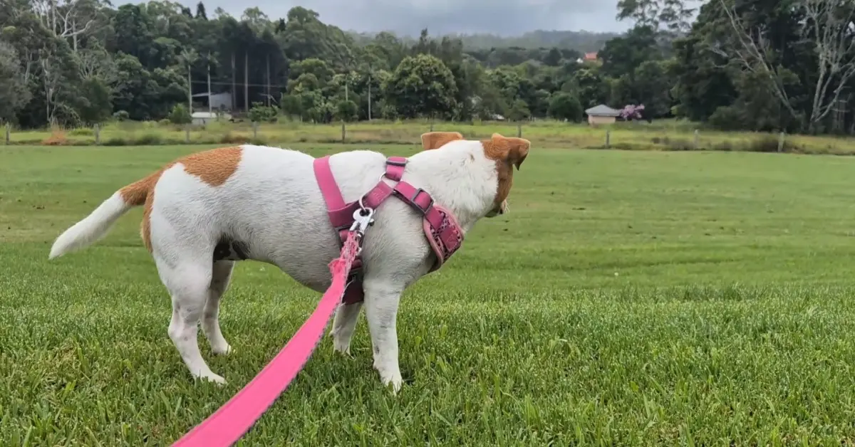 A white and brown Jack Russell terrier wearing a pink harness and leash, standing on green grass and looking out towards a rural field and trees.