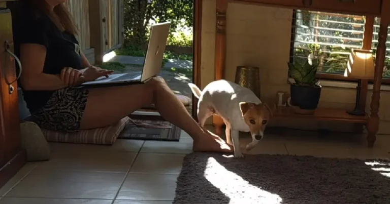 Angela Woolcott sitting on the floor working on a laptop in a sunlit doorway beside her small Jack Russell terrier dog.
