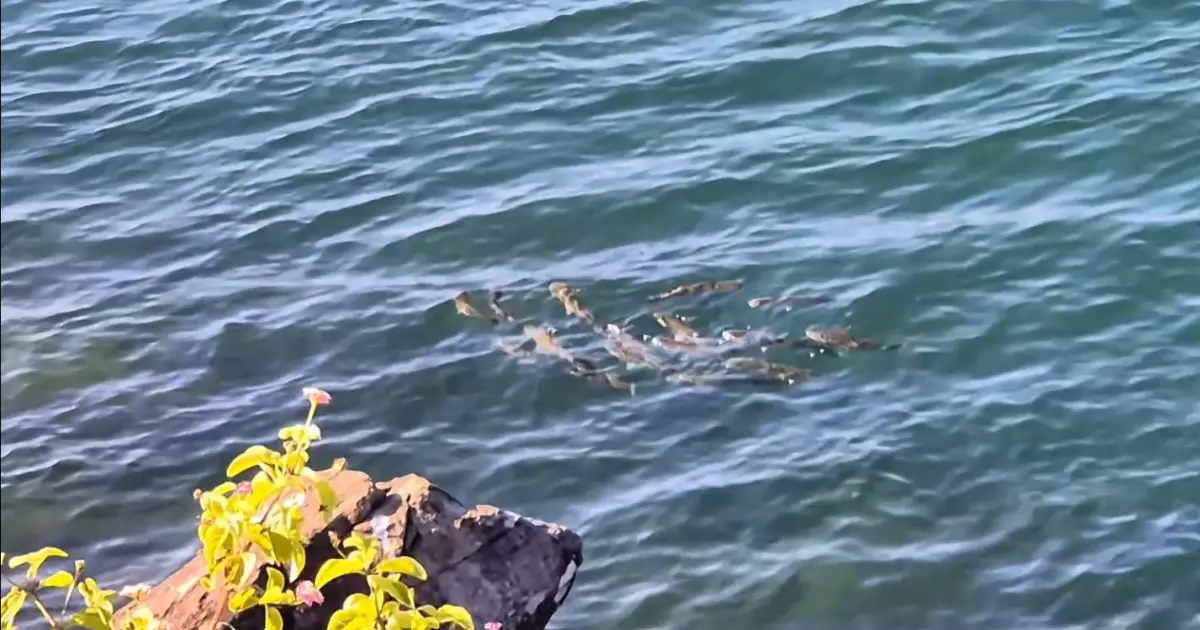School of mullet swimming in clear river water near rocky shoreline with green foliage.
